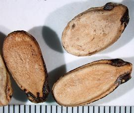   Seeds:   Citrullus lanatus ; Photo by A. Margina, USDA APHIS PPQ, imageID.idtools.org
